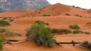 PICTURES/Coral Pink Sand Dunes/t_Dunes14.JPG